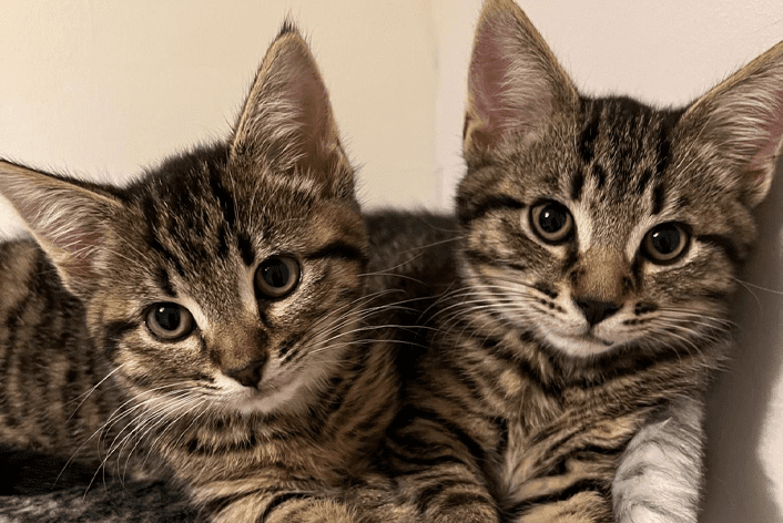 Cute kitties