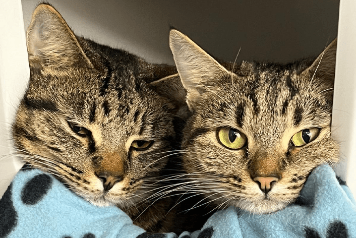 Siblings cuddling up together