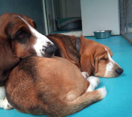 A sleepy Bertie & Gracie